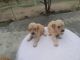 Golden Retriever Puppies for sale in Noida, Uttar Pradesh, India. price: 18000 INR