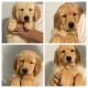 Golden Retriever Puppies for sale in Christiana, TN 37037, USA. price: NA