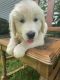 Golden Retriever Puppies for sale in Goshen, IN, USA. price: $1,250
