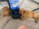 Golden Retriever Puppies for sale in Fallbrook, CA 92028, USA. price: $1,200