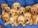 Golden Retriever Puppies for sale in Saginaw, TX 76131, USA. price: NA