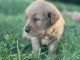 Golden Retriever Puppies for sale in Loogootee, IN 47553, USA. price: $750
