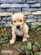 Golden Retriever Puppies for sale in Nappanee, IN 46550, USA. price: $350