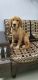 Golden Retriever Puppies for sale in Kot Ise Khan, Punjab 142043, India. price: 22000 INR