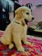 Golden Retriever Puppies for sale in Jaipur, Rajasthan, India. price: 9000 INR