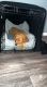 Golden Retriever Puppies for sale in Las Vegas, NV, USA. price: $3,250