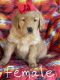 Golden Retriever Puppies for sale in Selma, OR 97538, USA. price: NA