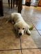 Golden Retriever Puppies for sale in North Port, FL, USA. price: NA