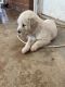 Golden Retriever Puppies for sale in Big Spring, TX 79720, USA. price: NA