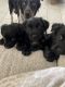 Golden Retriever Puppies for sale in Waddell, AZ 85355, USA. price: $350