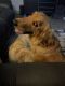 Golden Retriever Puppies for sale in Yukon, OK, USA. price: NA