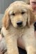 Golden Retriever Puppies for sale in Ossian, IA 52161, USA. price: NA