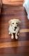 Golden Retriever Puppies for sale in Mays Landing, Hamilton, NJ 08330, USA. price: NA