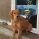 Golden Retriever Puppies for sale in Puyallup, WA, USA. price: $1,000
