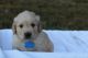 Golden Retriever Puppies for sale in Romney, WV 26757, USA. price: $975