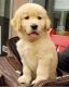 Golden Retriever Puppies for sale in Angul, Odisha, India. price: 35000 INR