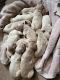 Golden Retriever Puppies for sale in Gallatin, TN 37066, USA. price: NA