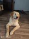 Golden Retriever Puppies for sale in Elkhorn, WI 53121, USA. price: $500