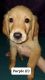 Golden Retriever Puppies for sale in South Bend, IN, USA. price: $1,800