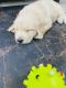 Golden Retriever Puppies for sale in D-93, Municipal Colony, Model Town, Delhi, 110009, India. price: 22000 INR