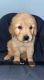 Golden Retriever Puppies for sale in Lincolnwood, IL 60712, USA. price: NA