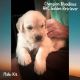Golden Retriever Puppies for sale in Sugar Land, TX, USA. price: $1,950