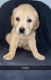 Golden Retriever Puppies for sale in Lincolnwood, IL 60712, USA. price: $1,200
