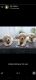 Golden Retriever Puppies for sale in Quthbullapur Garden Colony, Bhagyalaxmi Nagar, Quthbullapur, Hyderabad, Telangana 500055, India. price: 12000 INR