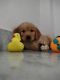 Golden Retriever Puppies for sale in Jaipur, Rajasthan, India. price: 18000 INR