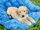 Golden Retriever Puppies for sale in Sugar Land, TX, USA. price: $1,650