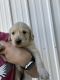 Golden Retriever Puppies for sale in Milford, NE 68405, USA. price: $750