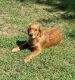 Golden Retriever Puppies for sale in Ruckersville, VA 22968, USA. price: $900