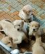 Golden Retriever Puppies for sale in Allen Park, MI 48101, USA. price: $1,000