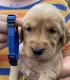 Golden Retriever Puppies for sale in Lexington, NC, USA. price: $150,000