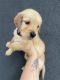 Golden Retriever Puppies for sale in The Woodlands, TX, USA. price: NA