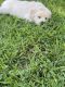 Golden Retriever Puppies for sale in Georgetown, KY 40324, USA. price: NA
