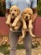 Golden Retriever Puppies for sale in 4th Block, Jayanagar, Bengaluru, Karnataka 560041, India. price: 20000 INR