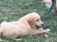 Golden Retriever Puppies for sale in Coleman, OK, USA. price: NA