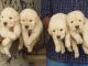 Golden Retriever Puppies for sale in Mangaluru, Karnataka, India. price: 14000 INR