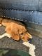 Golden Retriever Puppies for sale in Streamwood, IL 60107, USA. price: $900