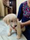 Golden Retriever Puppies for sale in Bharat Heavy Electricals Limited, Hyderabad, Telangana, India. price: 18000 INR