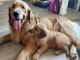 Golden Retriever Puppies for sale in Vista, CA, USA. price: NA