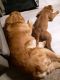 Golden Retriever Puppies for sale in Brunswick, GA 31525, USA. price: $1,400