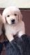 Golden Retriever Puppies for sale in Boduppal, Hyderabad, Telangana, India. price: 16000 INR
