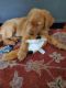 Golden Retriever Puppies for sale in Allenwood, PA 17810, USA. price: NA