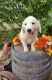 Golden Retriever Puppies for sale in Centerville, IA 52544, USA. price: $500