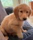 Golden Retriever Puppies for sale in Edgewood, NM 87015, USA. price: NA