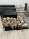 Golden Retriever Puppies for sale in Boynton Beach, FL, USA. price: $1,500