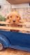 Golden Retriever Puppies for sale in Gallion, AL 36742, USA. price: NA