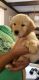 Golden Retriever Puppies for sale in Toledo, OH, USA. price: $800